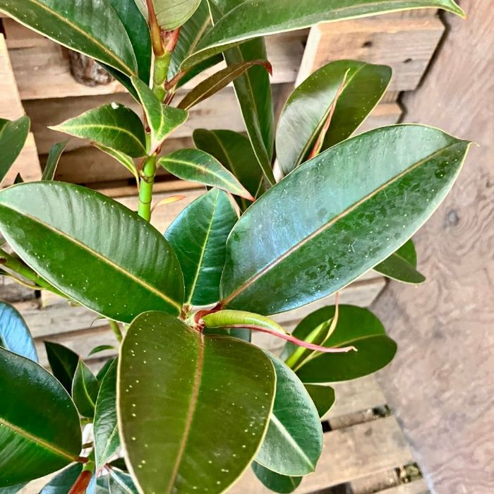 観葉植物現品販売