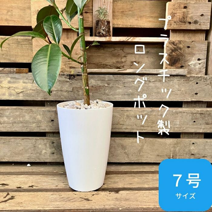 観葉植物現品販売