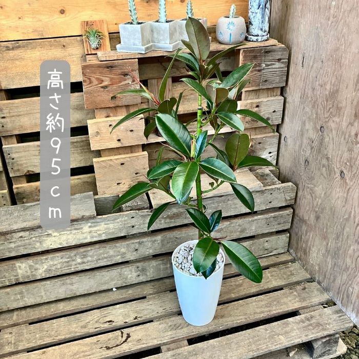 観葉植物現品販売