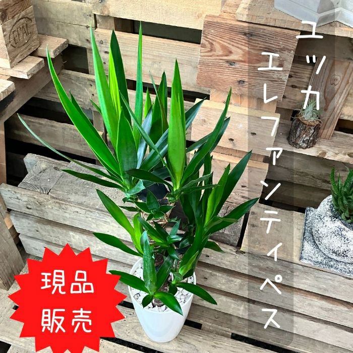 観葉植物現品販売