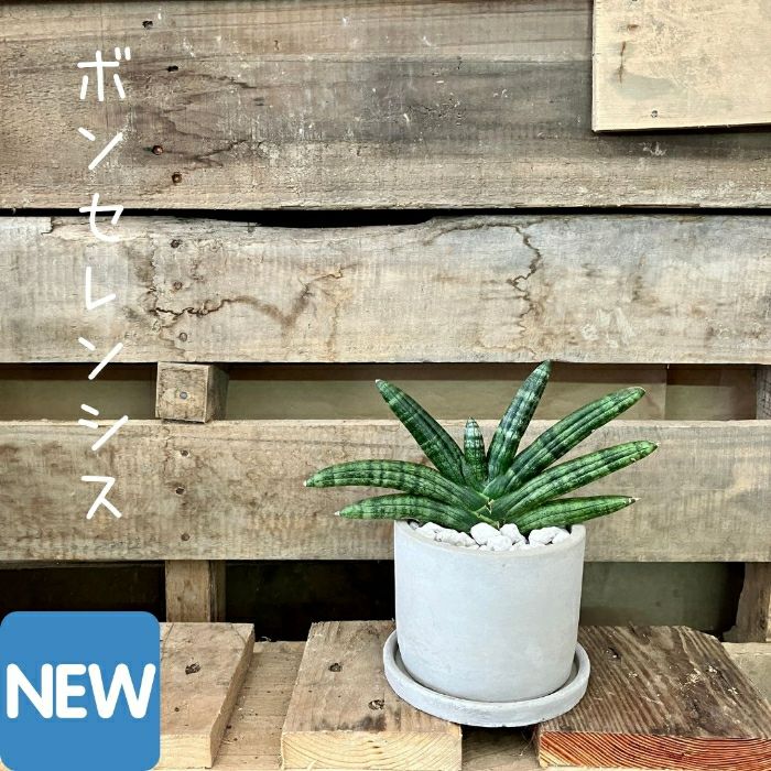 観葉植物現品販売