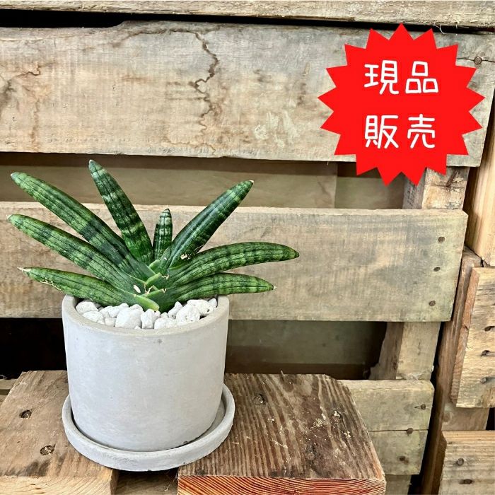 観葉植物現品販売