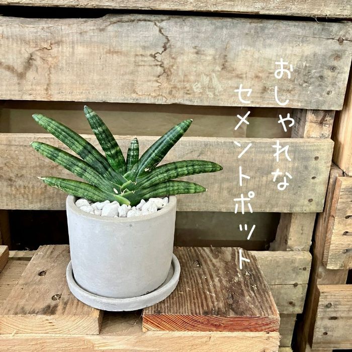 観葉植物現品販売