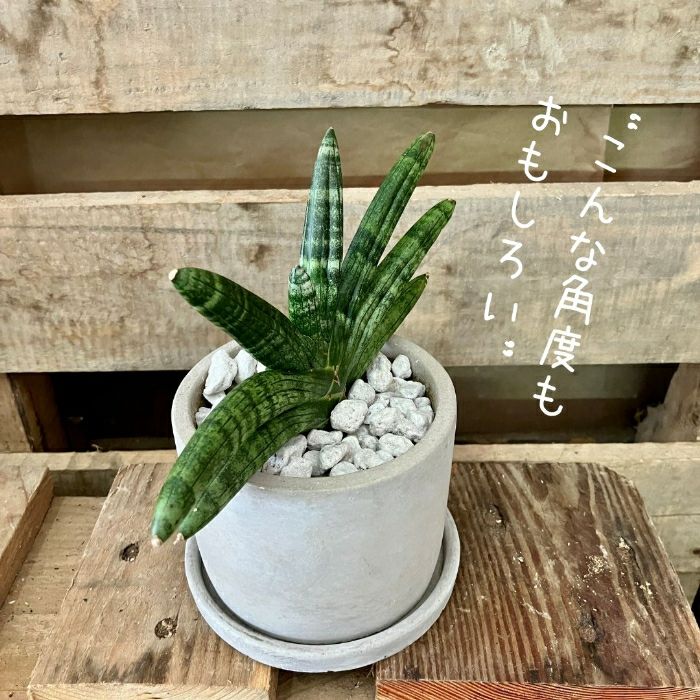 観葉植物現品販売