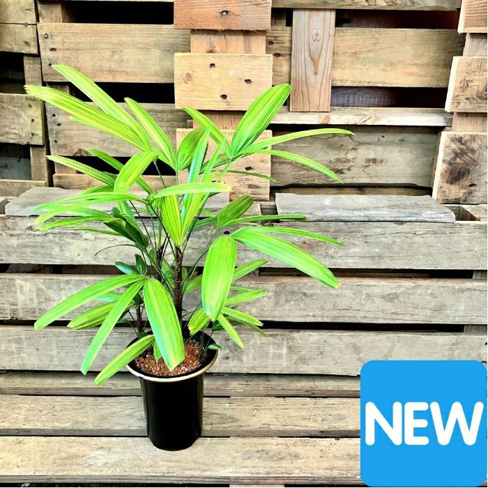 観葉植物現品販売