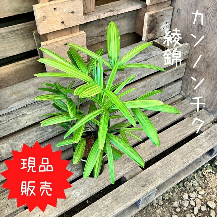 観葉植物現品販売