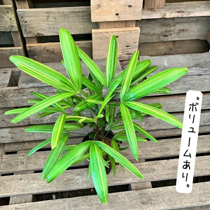 観葉植物現品販売