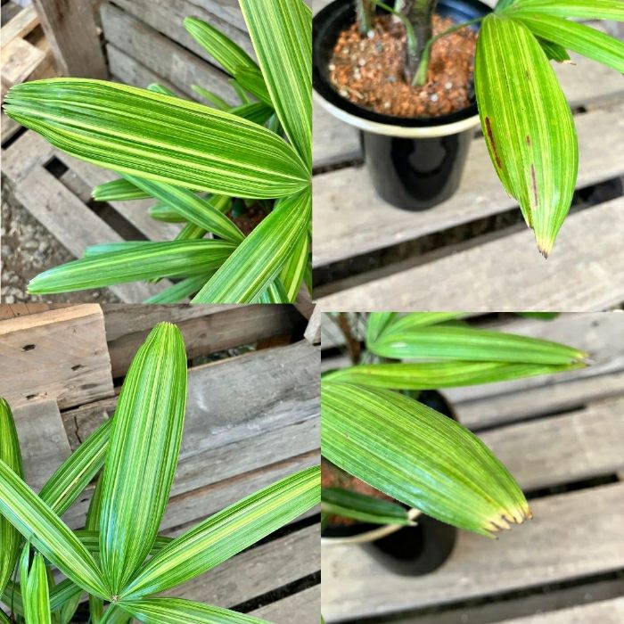 観葉植物現品販売