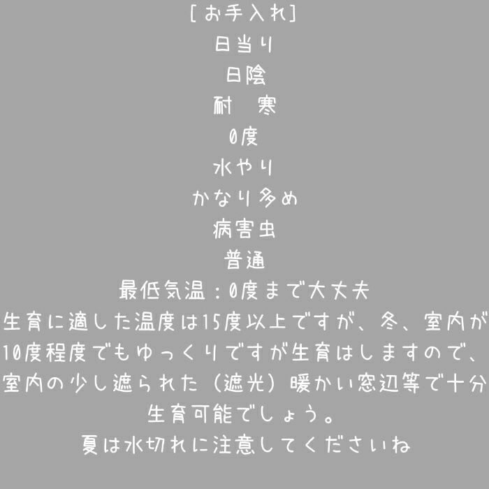 観葉植物現品販売