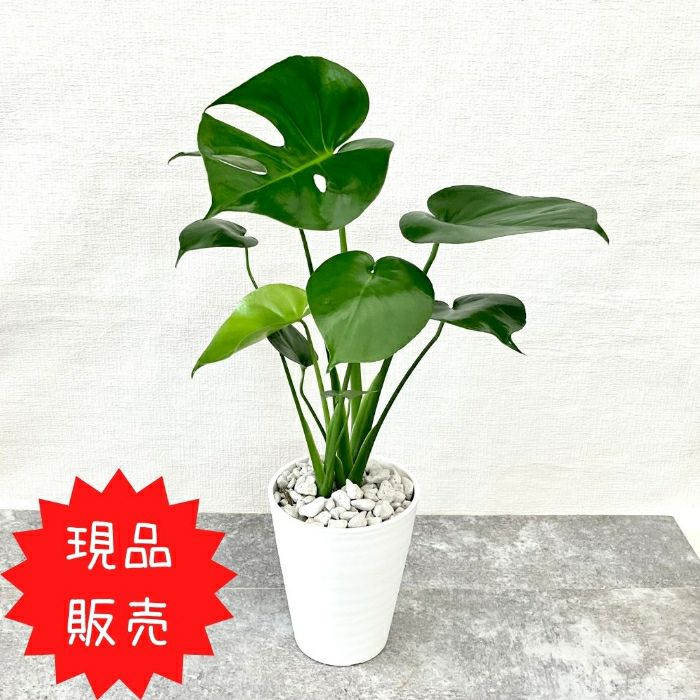 観葉植物現品販売