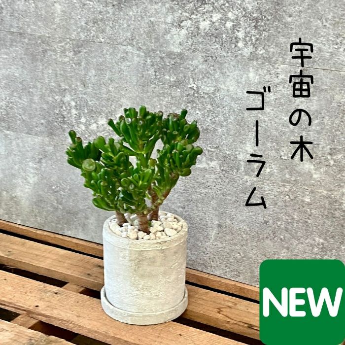 観葉植物現品販売
