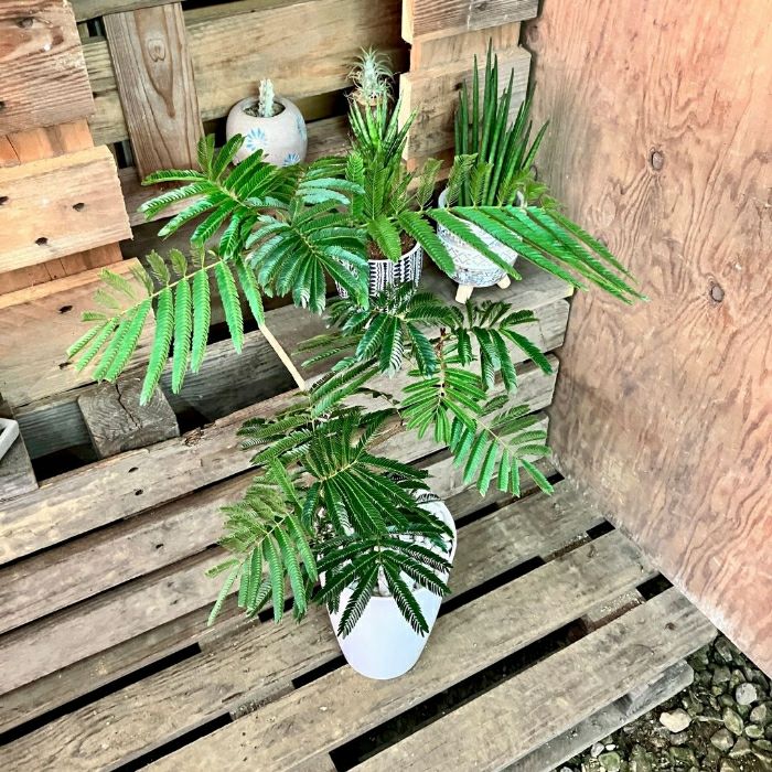 観葉植物現品販売