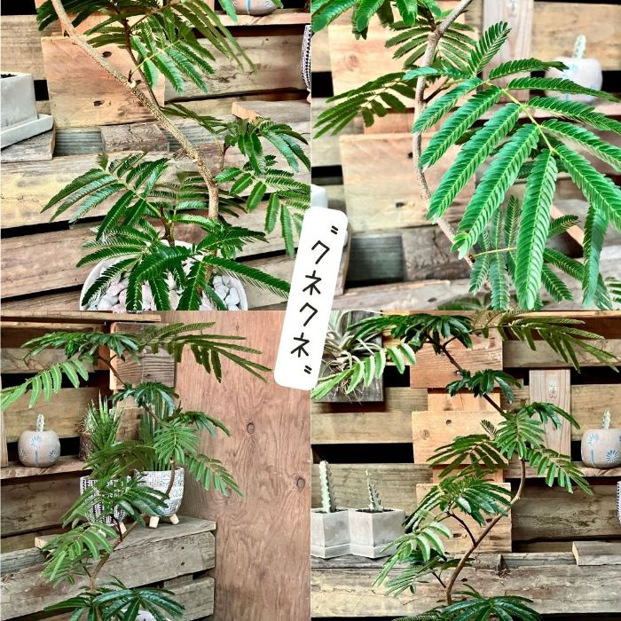 観葉植物現品販売
