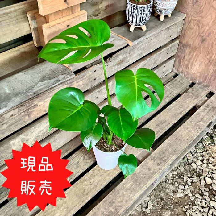 観葉植物現品販売