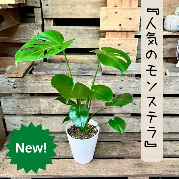 観葉植物現品販売
