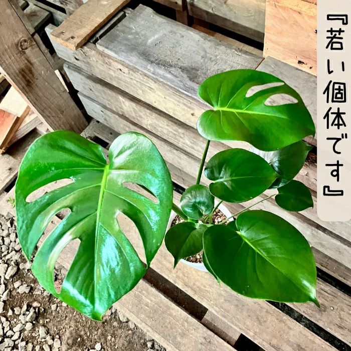 観葉植物現品販売