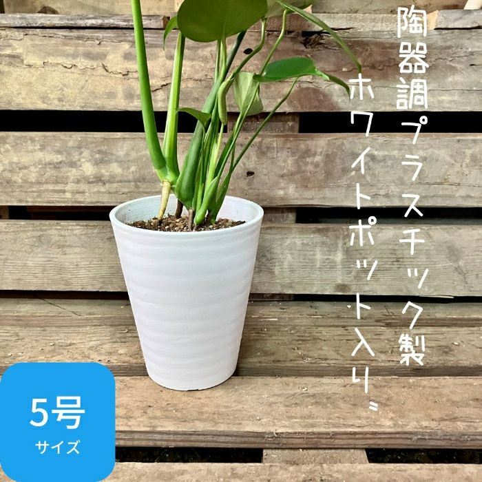観葉植物現品販売
