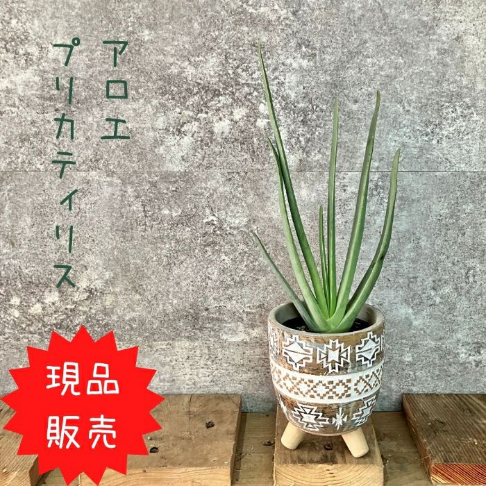 観葉植物現品販売