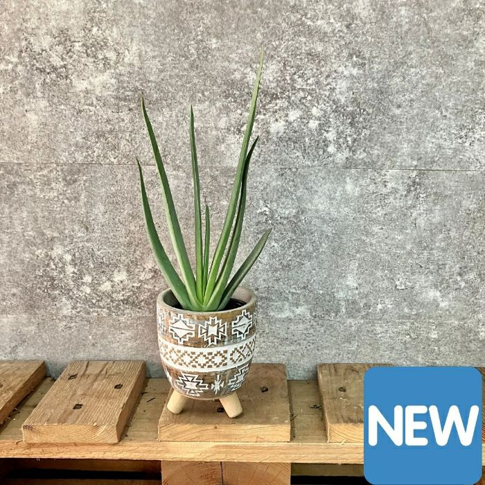 観葉植物現品販売