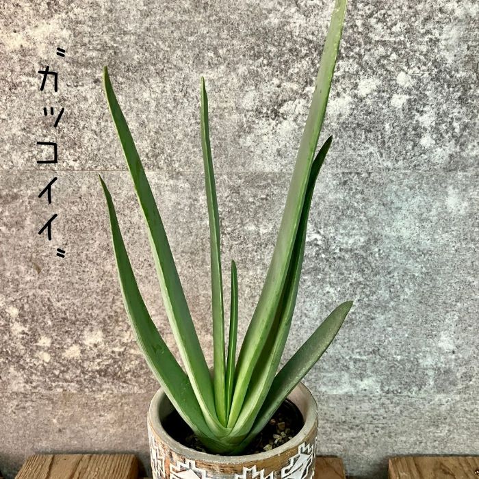 観葉植物現品販売