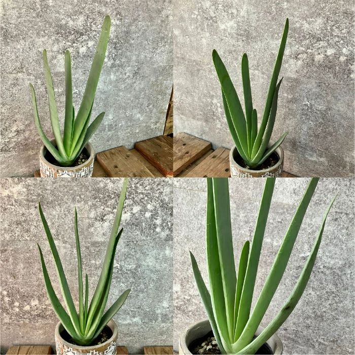 観葉植物現品販売