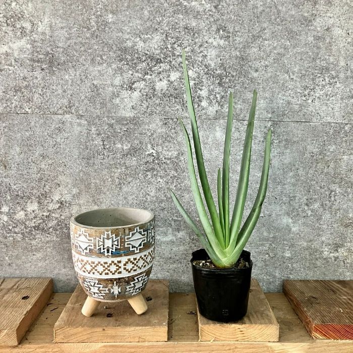 観葉植物現品販売