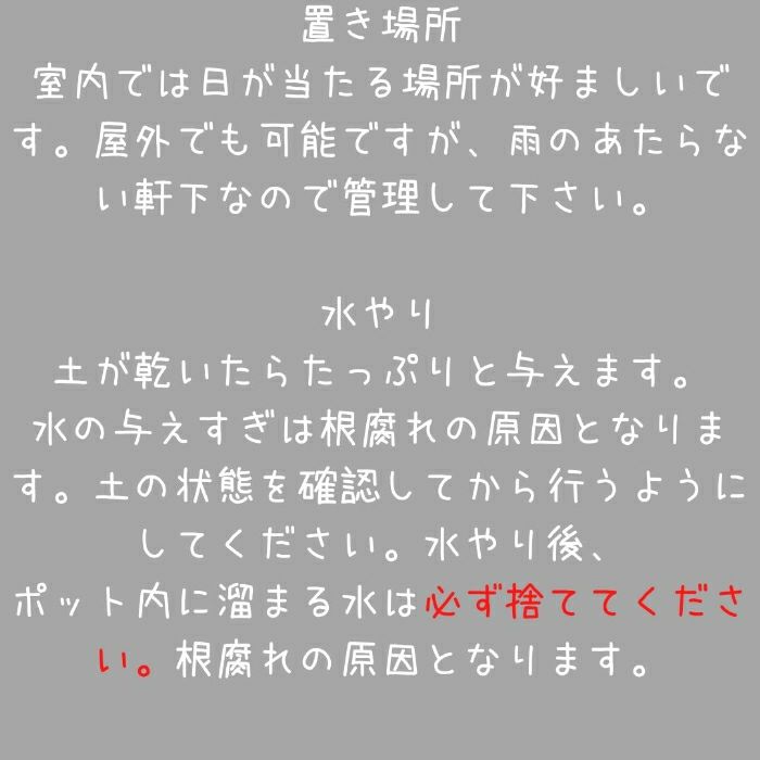 観葉植物現品販売