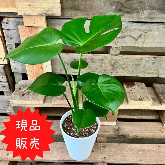 観葉植物現品販売
