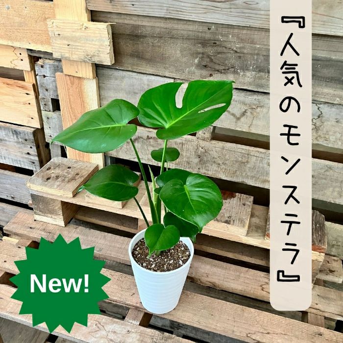 観葉植物現品販売
