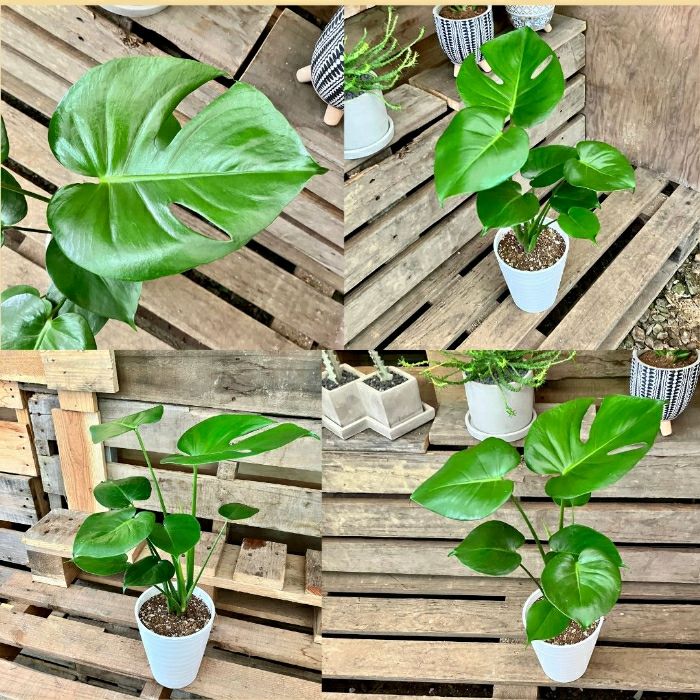 観葉植物現品販売