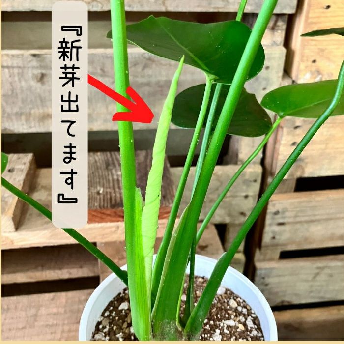 観葉植物現品販売