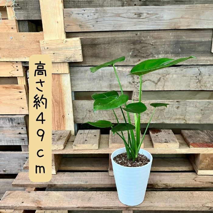 観葉植物現品販売