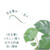 観葉植物現品販売