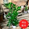 観葉植物現品販売