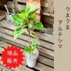 観葉植物現品販売