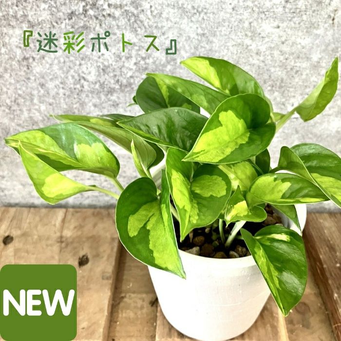 観葉植物現品販売