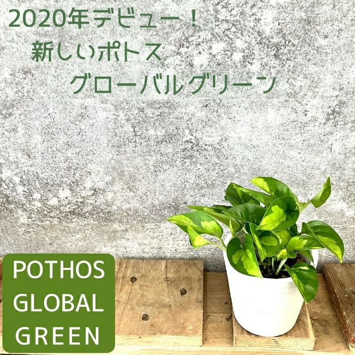 観葉植物現品販売