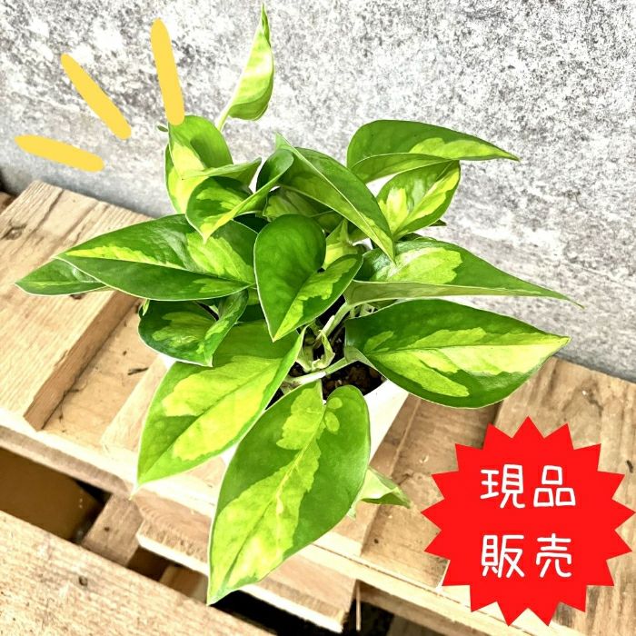 観葉植物現品販売