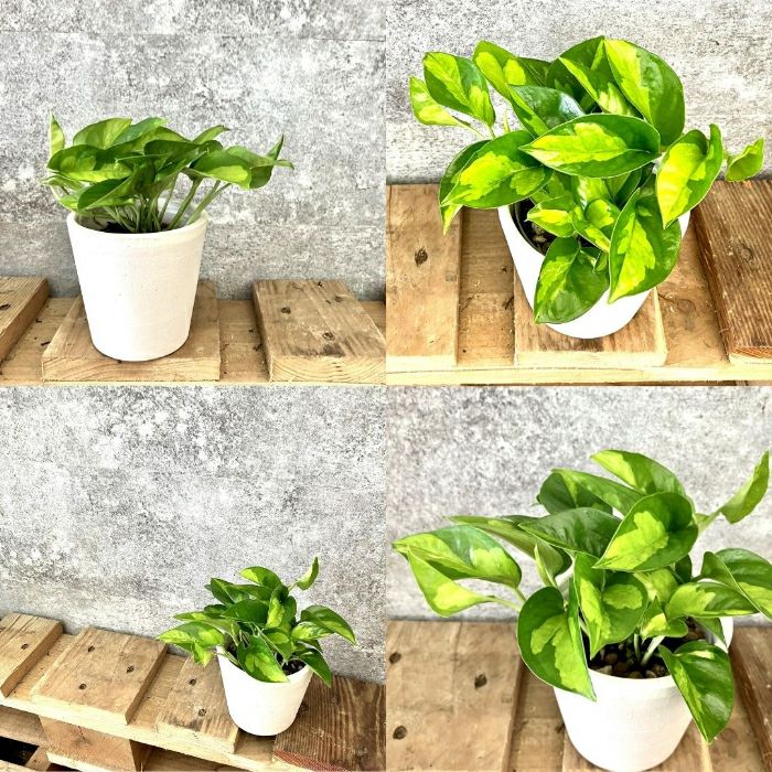 観葉植物現品販売