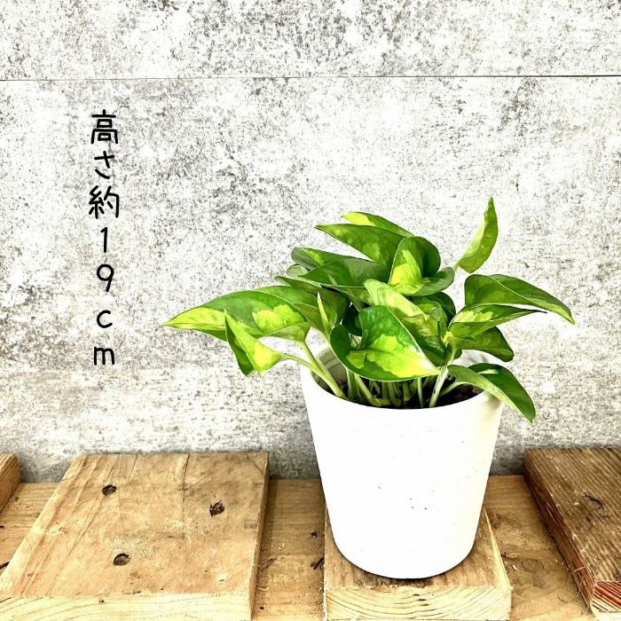 観葉植物現品販売