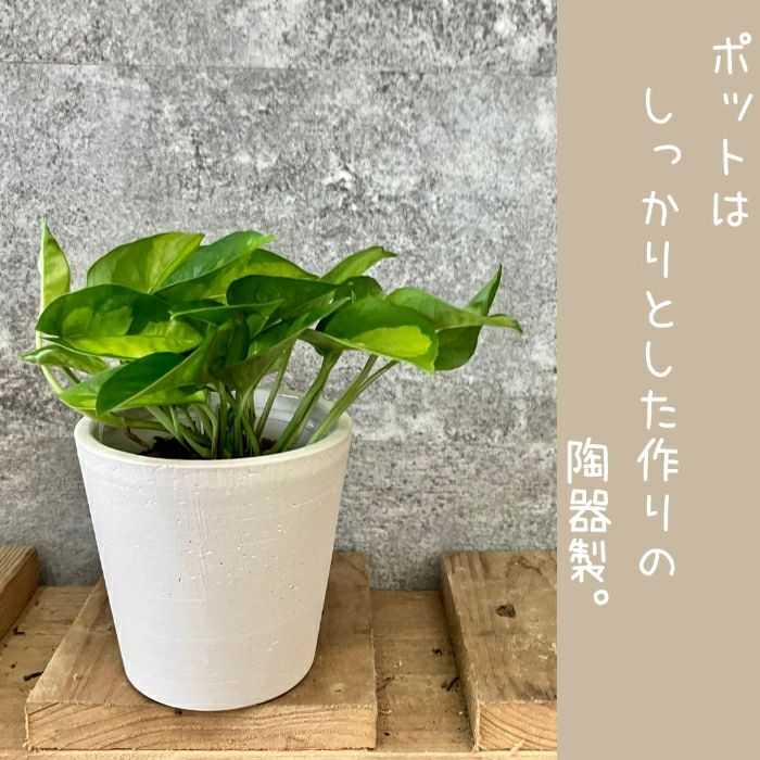 観葉植物現品販売