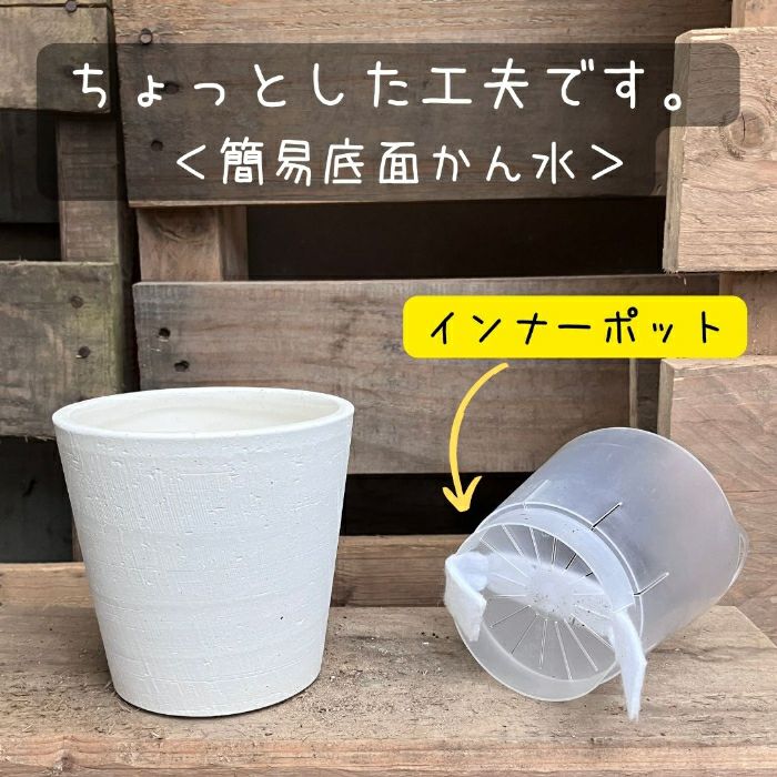 観葉植物現品販売