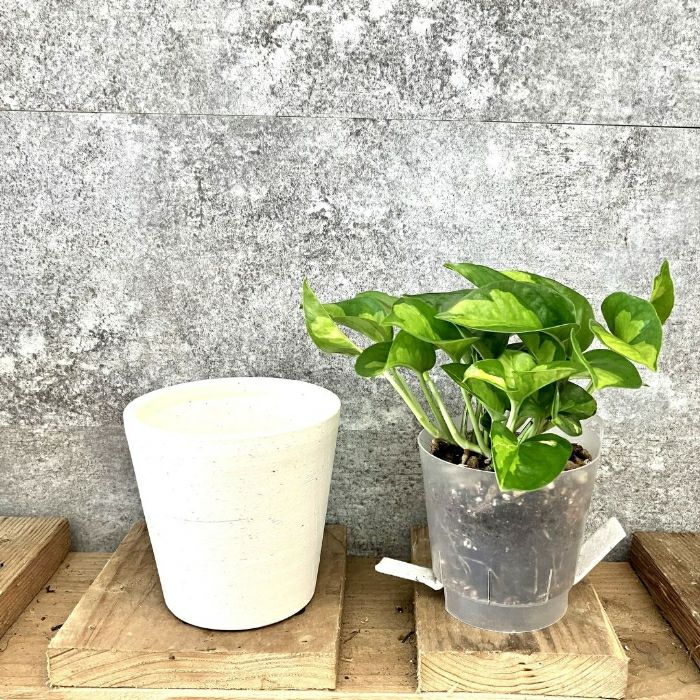 観葉植物現品販売