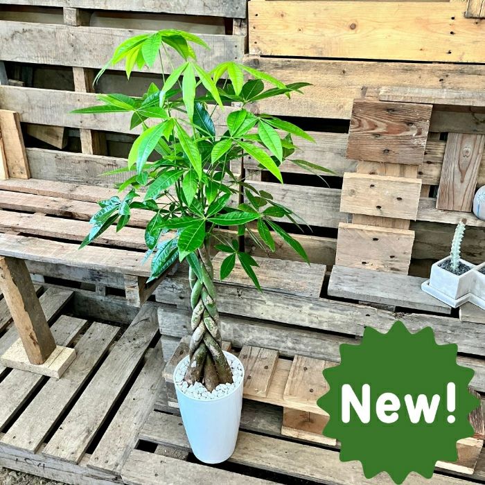 観葉植物現品販売