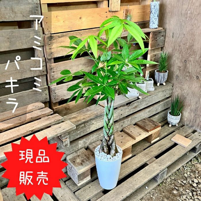 観葉植物現品販売