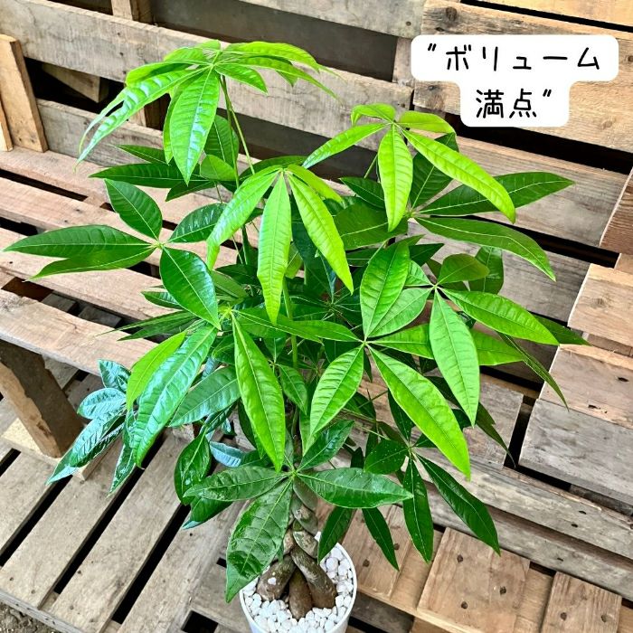 観葉植物現品販売