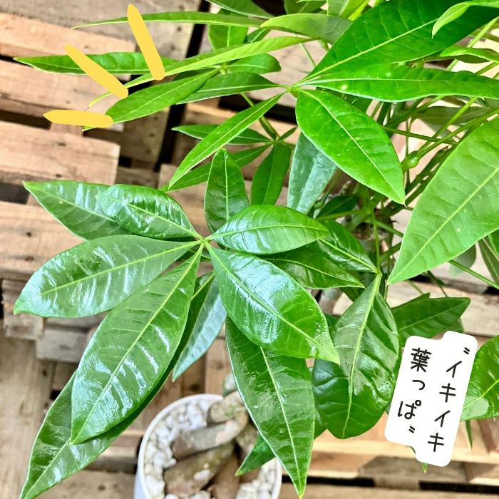 観葉植物現品販売