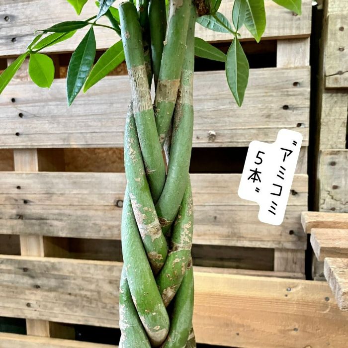 観葉植物現品販売