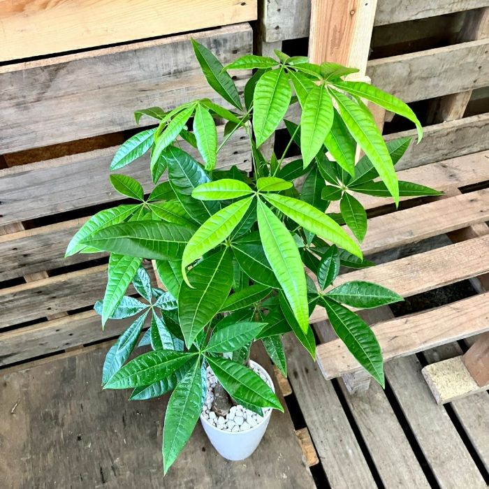 観葉植物現品販売