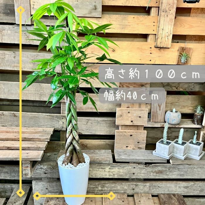 観葉植物現品販売